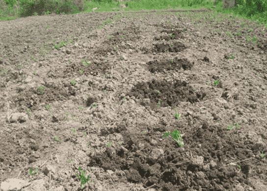 planting a watermelon