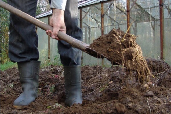 fresh manure