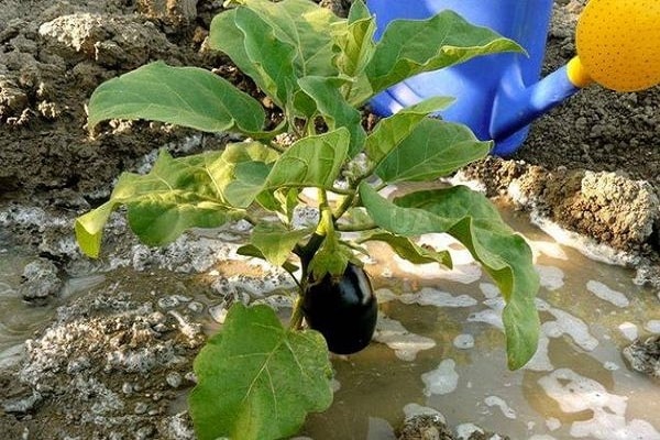 cuidado de las plantas