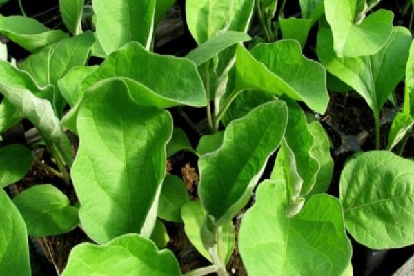 plantation d'aubergines