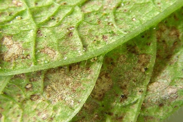 Diseases and pests