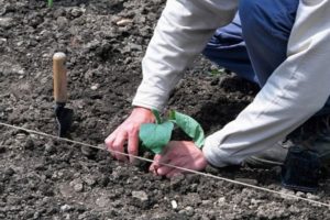 How to properly plant eggplants in open ground: planting scheme, agrotechnical measures, crop rotation