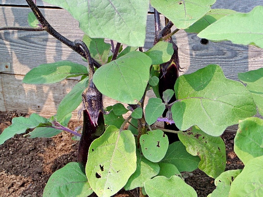 croissance d'aubergines