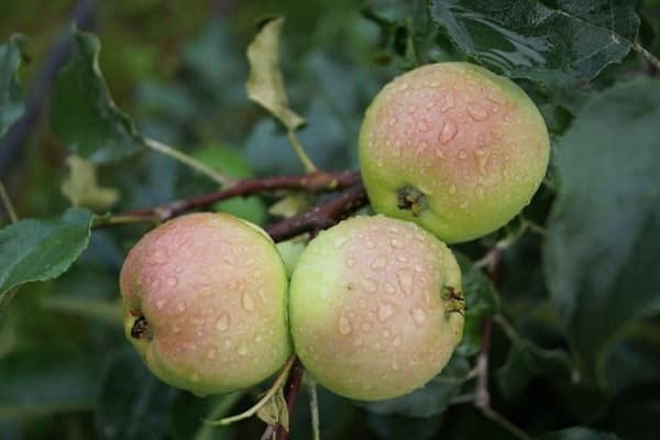 apple trees for the Urals