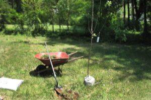 Cuándo plantar manzanos en los Urales con plántulas, en primavera o verano, selección de variedades y recomendaciones para el cuidado de las plantas.