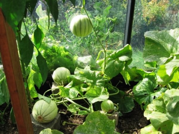 growing watermelons