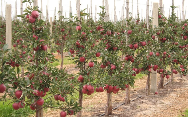 plantés de pommiers