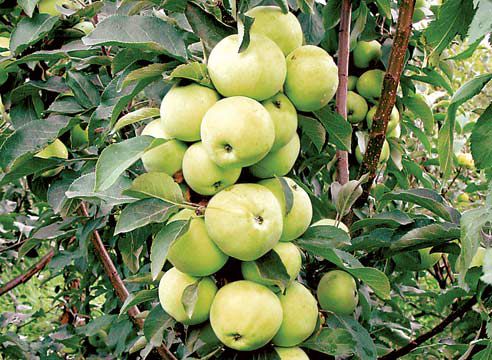 árbol de manzana