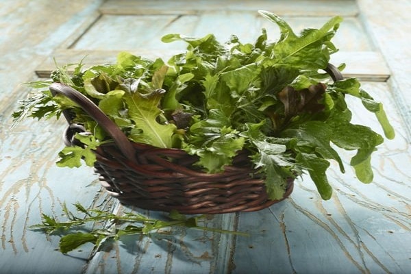 menyimpan arugula