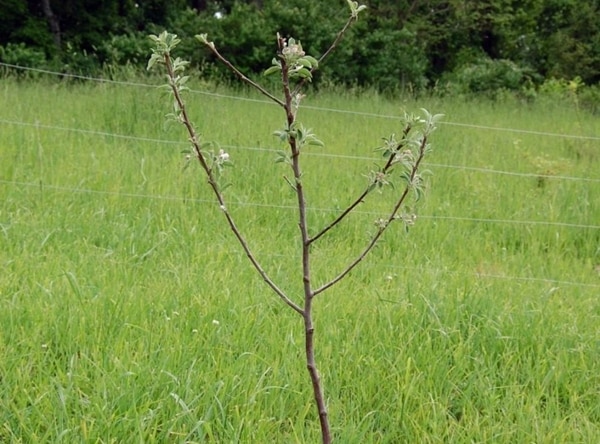 Plántula de manzano en un área abierta