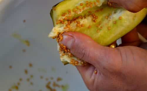 eggplant seeds