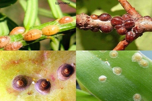 growing apples