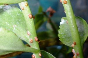 How to get rid of the comma-like scale on apple trees with folk and non-chemical means