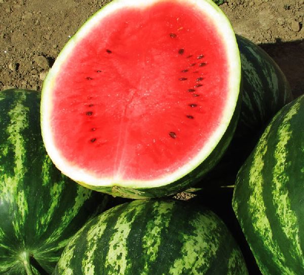 ripe watermelon