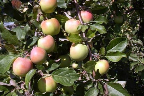 apple tree synap orlovsky