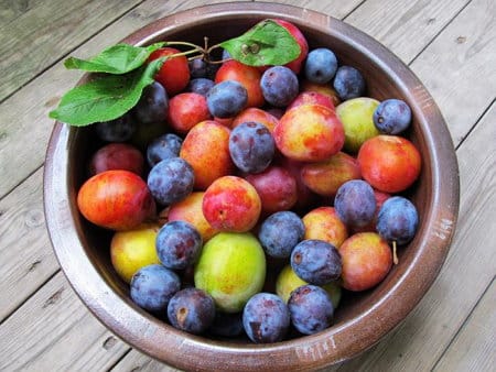 ripe plums