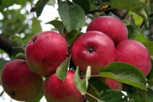 Plantation et entretien d'un pommier en Sibérie, caractéristiques de culture et meilleures variétés