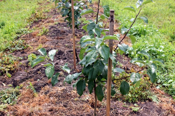 planted apple tree