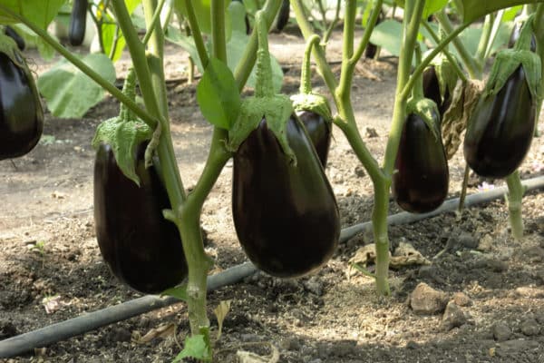 eggplant nutcracker appearance