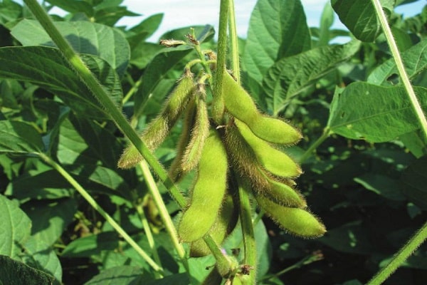 soybeans in Russia