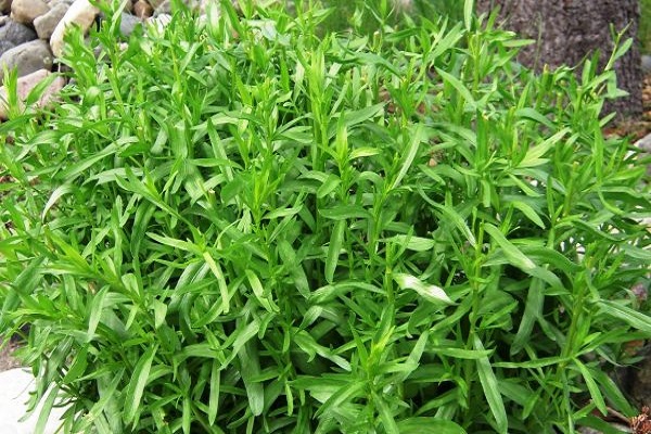 bush tarragon