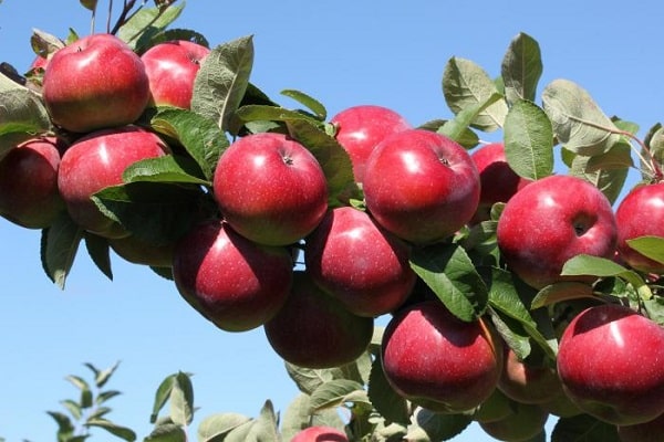 early ripening plants