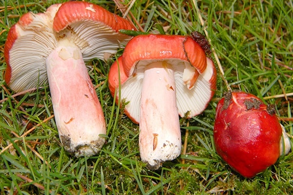 champiñones para salar