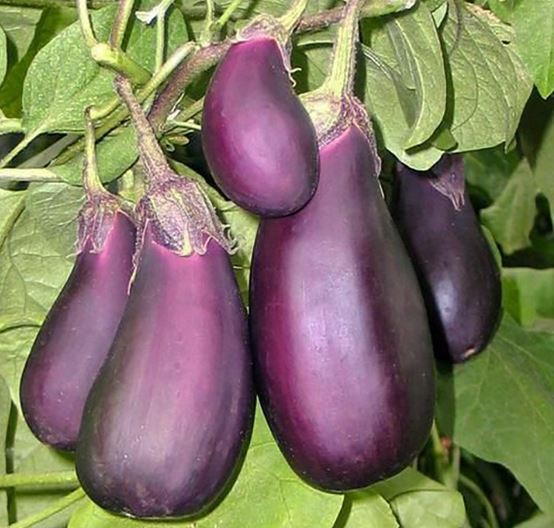 Aubergine Balagur