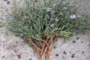 Cómo recolectar y secar la raíz y las flores de achicoria en casa.