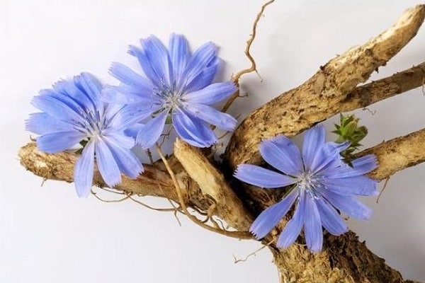 Cómo recolectar y secar la raíz y las flores de achicoria en casa.