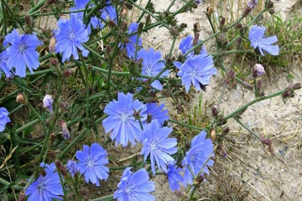 plantes de chicorée