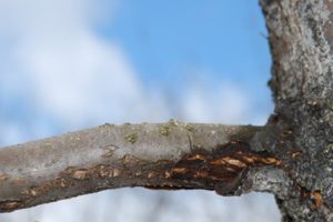 Why does the trunk of the apple tree turn black and the branches dry up, how to cure the tree and what to do