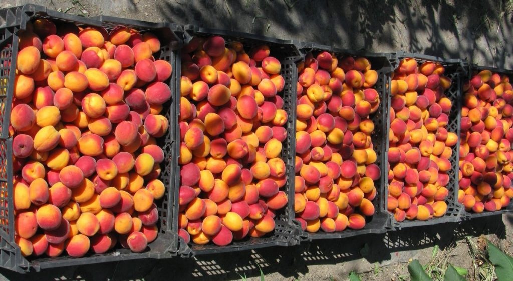 albaricoques en cajas