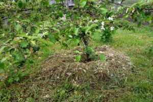 How can you mulch an apple tree, organic and inorganic materials, cut grass