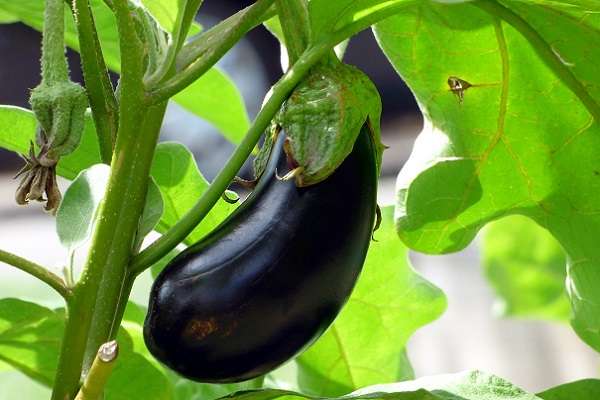 eggplant