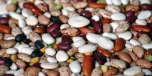 Planting, growing and caring for beans outdoors, when to harvest and how to save for the winter