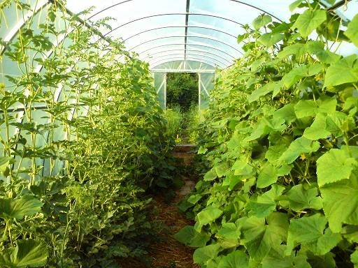 greenhouse watermelon