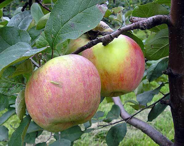 árbol de manzana