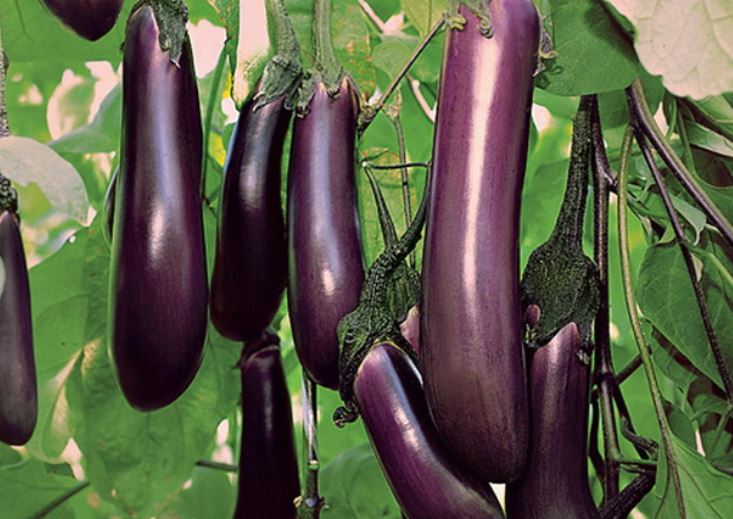 Aubergine à la banane