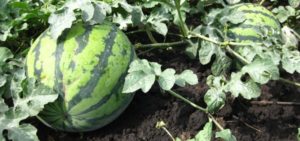 Agricultural technology for growing watermelons in the open field and in a greenhouse in Siberia, planting and care