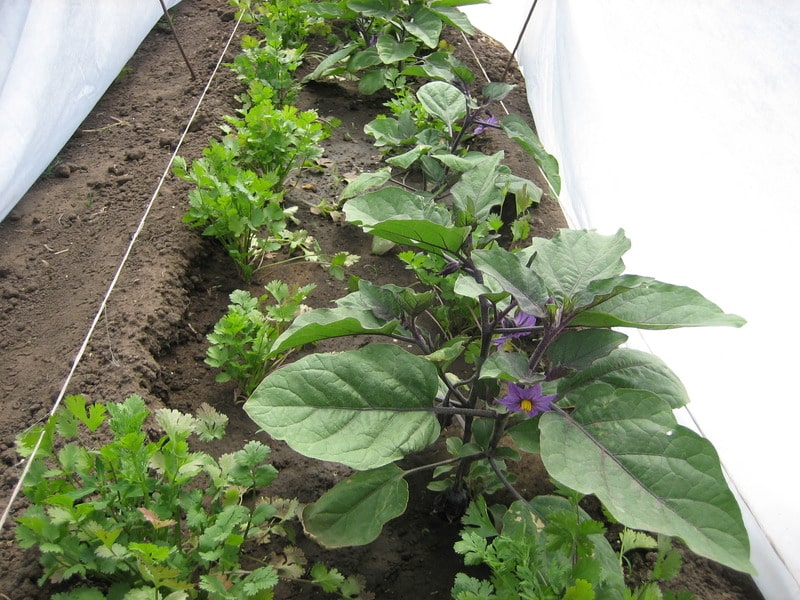 eggplant growing