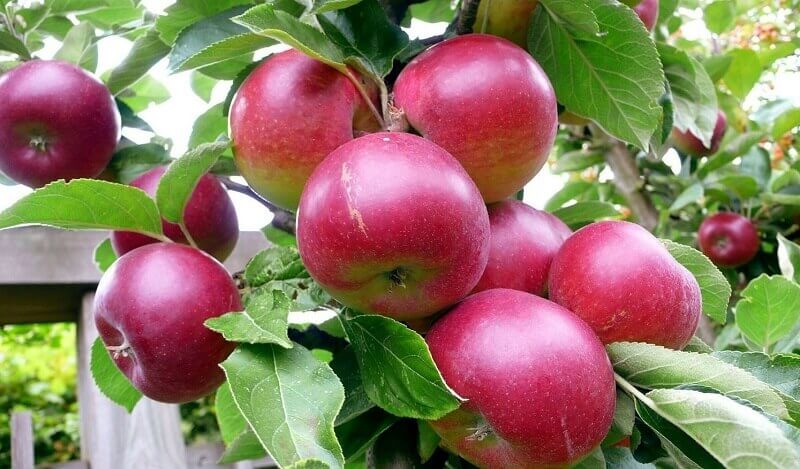 apple tree autumn joy