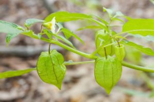 Comment cultiver et entretenir physalis dans une serre, description de la plante et conseils