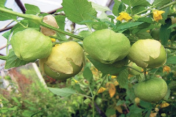 Vegetable physalis