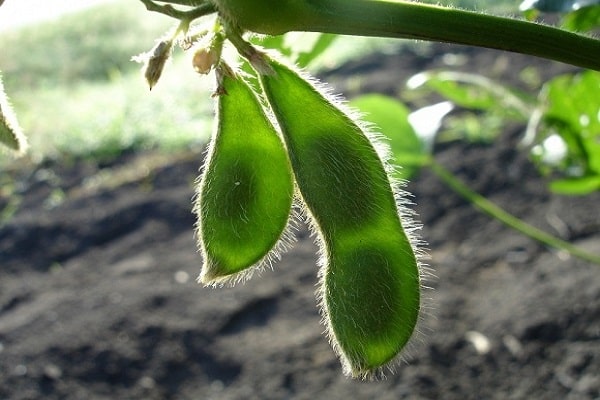 crops with herbicides