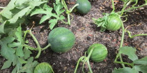 Technology for growing watermelons in the open field, soil selection, formation and care