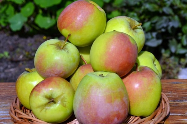 apple-tree varieties Khakassia