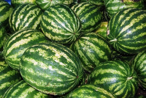 harvest watermelon variety producer