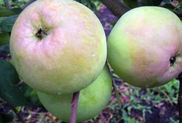 Kutuzovets apples