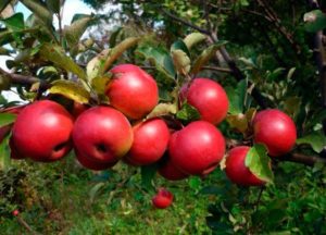 Descripción y características de la variedad de manzana Alegría de otoño, cultivo y rendimiento.